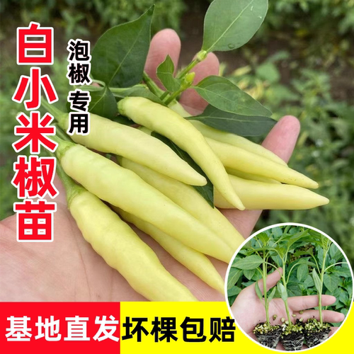 白小米椒苗辣椒苗秧玉指小米辣苗