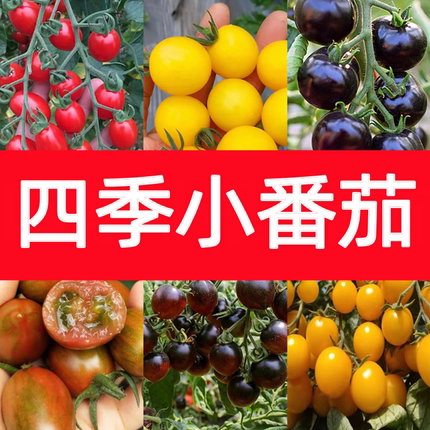 四季小番茄苗秧苗超甜千禧圣女果苗樱桃小柿子黑黄阳台矮生盆栽苗