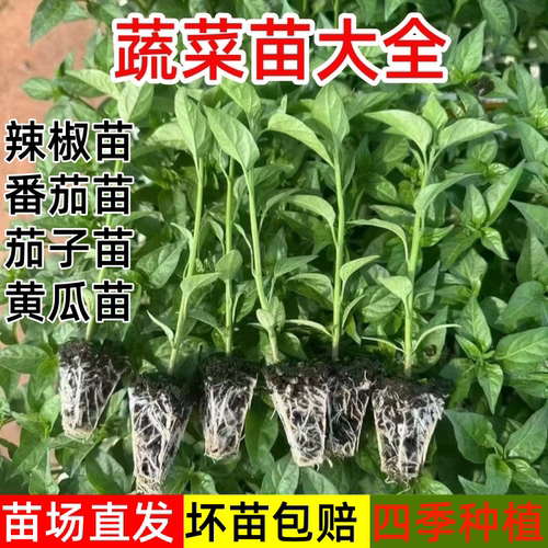 四季超辣小米椒苗盆栽春秋季蔬菜