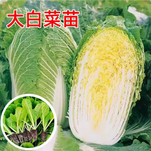早熟黄心大白菜苗带土高产娃娃菜