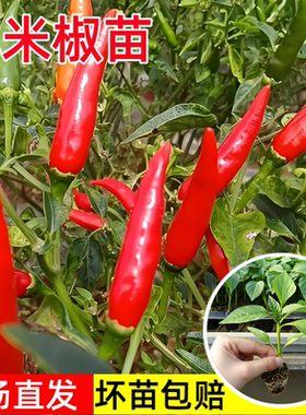 小米辣椒苗秧苗四季高产朝天椒苗