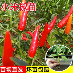 小米辣椒苗秧苗四季 高产朝天椒苗老品种超辣南方阳台盆栽蔬菜苗子