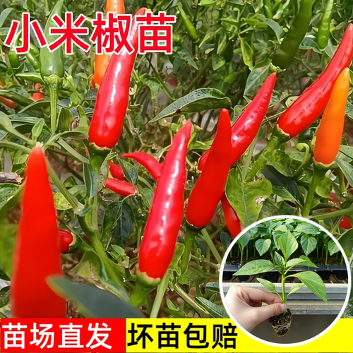 小米辣椒苗秧苗四季高产朝天椒苗