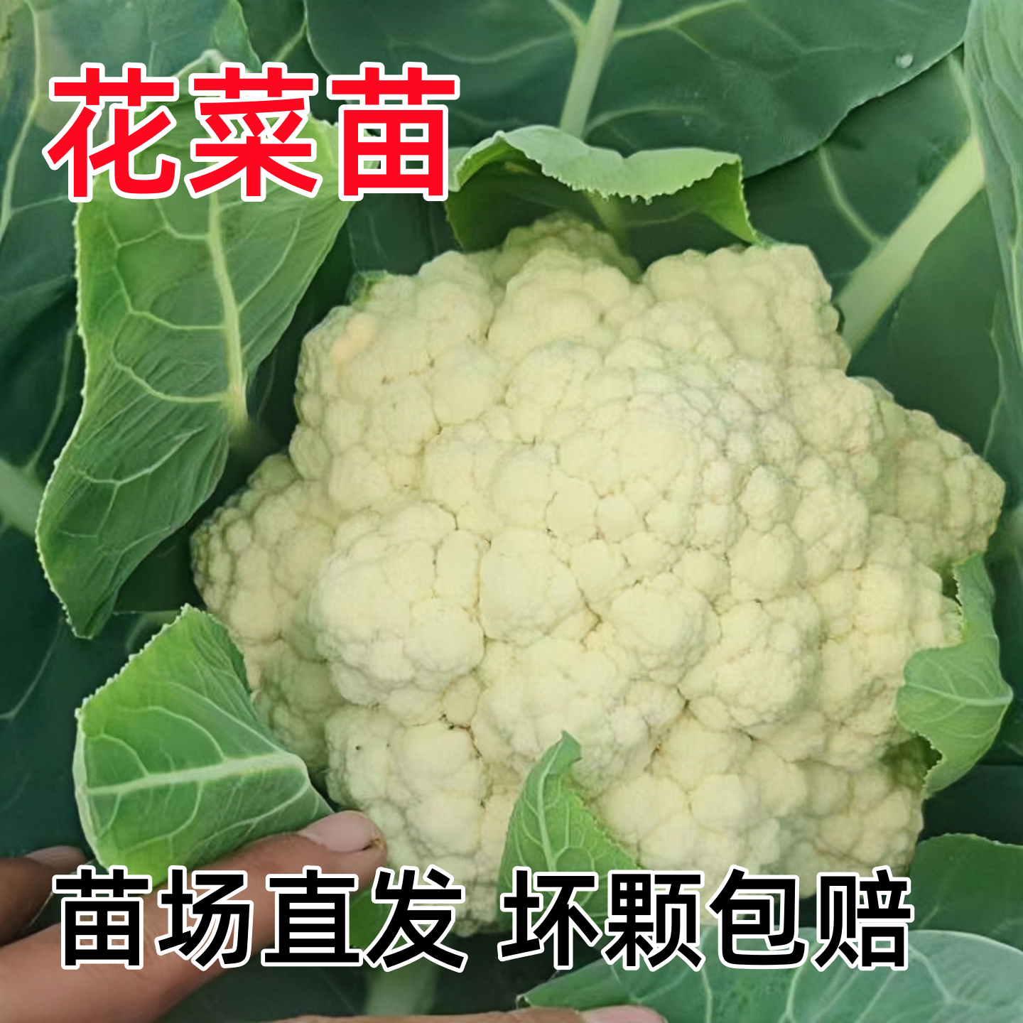 春秋花菜苗青梗松花菜苗散花菜秧子花椰菜幼苗四季种籽秋冬蔬菜苗