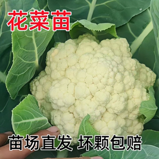 春秋花菜苗青梗松花菜苗散花菜秧子花椰菜幼苗四季种籽秋冬蔬菜苗