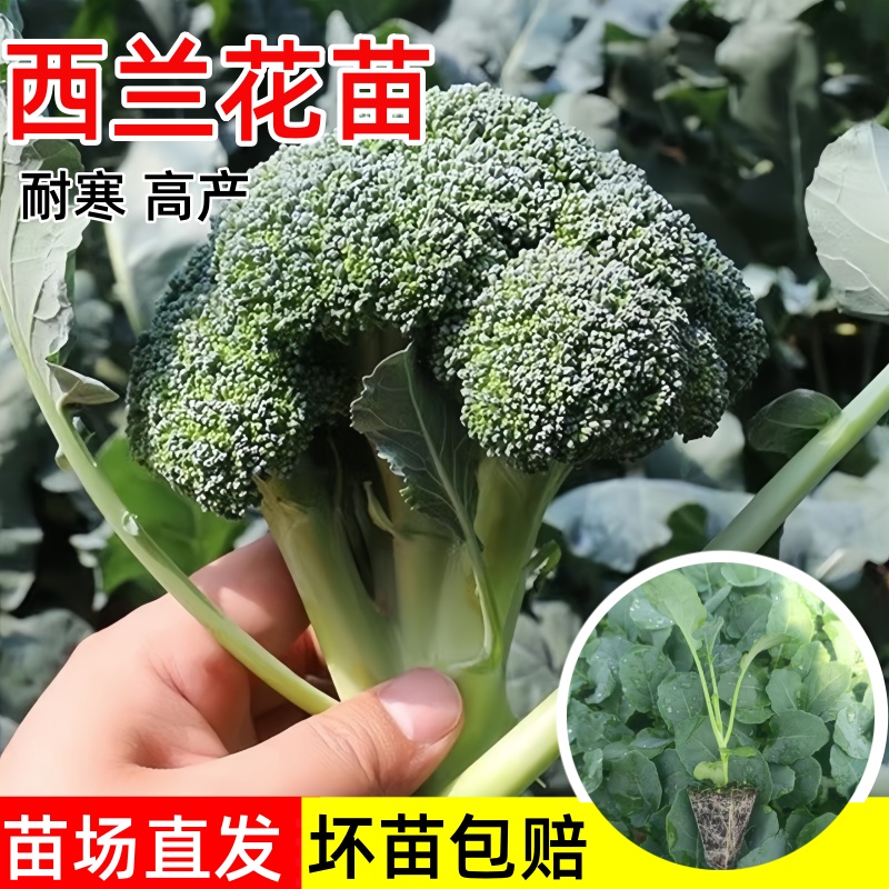 西兰花苗耐寒秋冬季青花菜苗秧苗