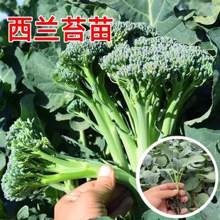 耐寒西蘭苔苗秧苗芥蘭根苗四季 菜園庭院種植多次采收南方種蔬菜苗