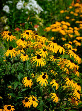 黑心菊种子四季花种子易活开花多年生黑色金光菊种子室外花种籽子