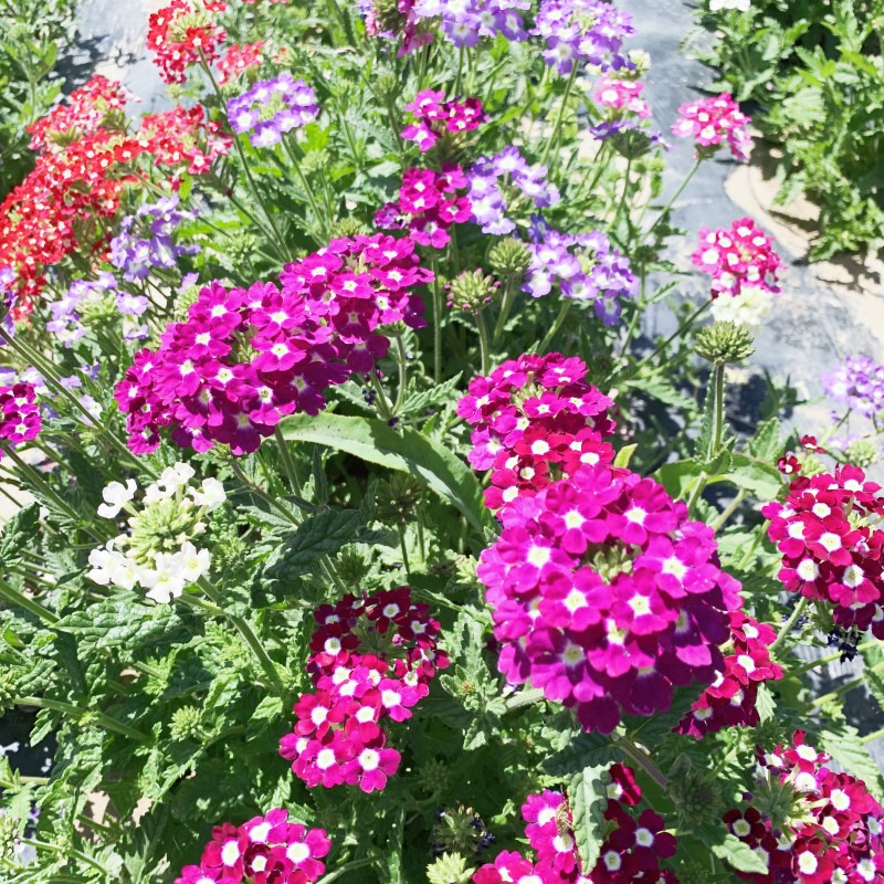 青z青种业四季种易活多年生