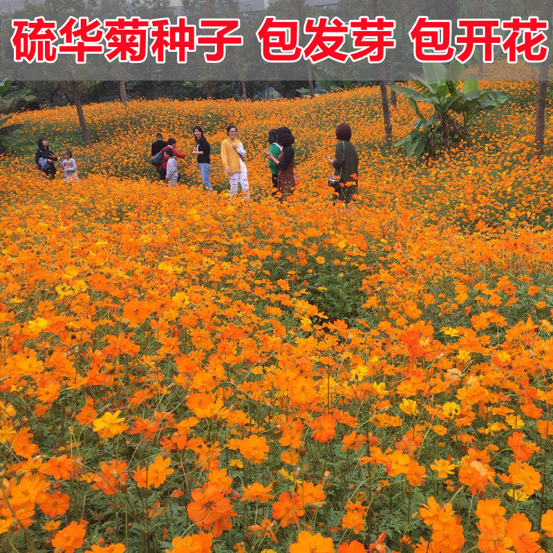 硫华菊种子四季播种开花花种籽子
