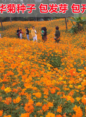 硫华菊花籽易活花种籽子四季播种开花硫化菊庭院室外黄秋英花种子