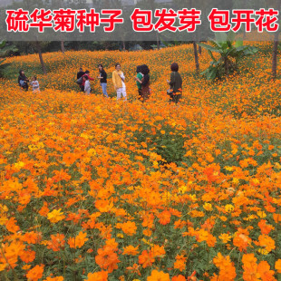 硫华菊花籽易活花种籽子四季播种开花硫化菊庭院室外黄秋英花种子