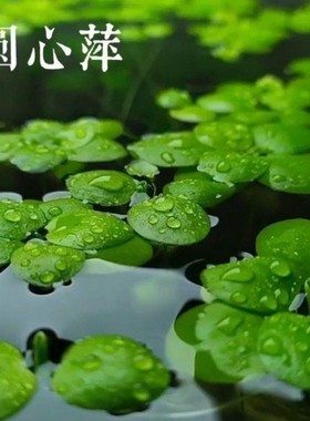 圆心萍水草绿色圆形叶片浮水植物鱼缸造景易养活体水生植物