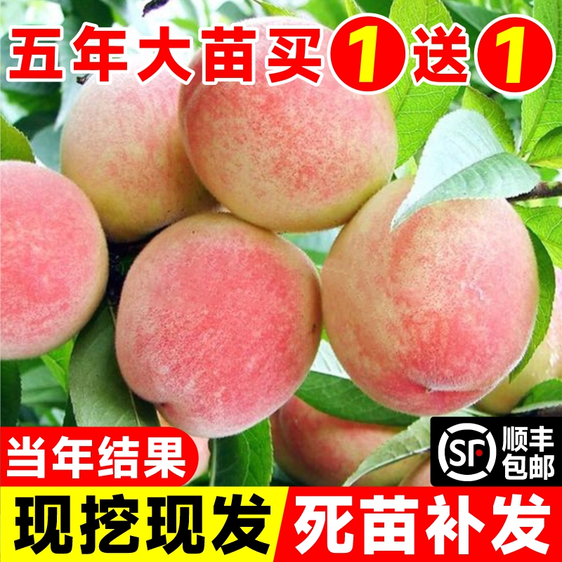 当年结果嫁接冬桃黄水蜜桃树果苗