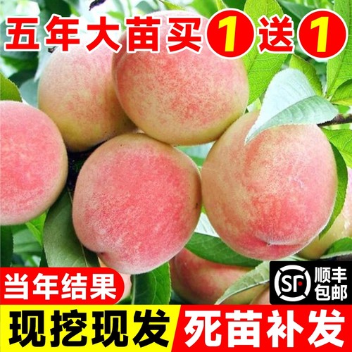 当年结果嫁接冬桃黄水蜜桃树果苗