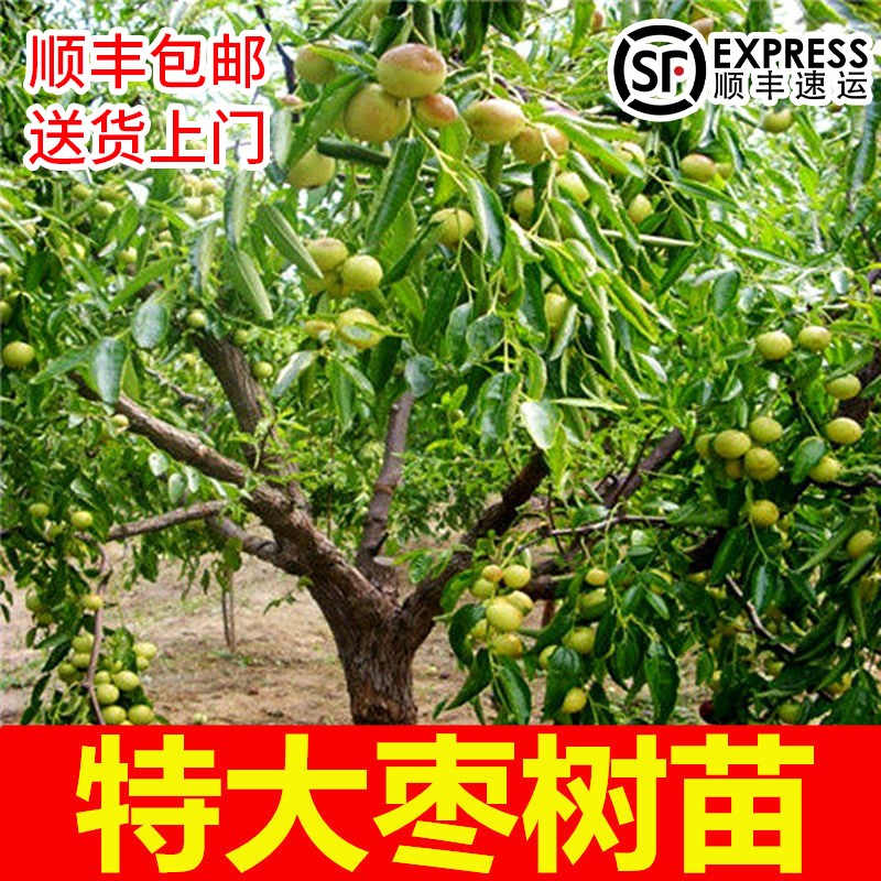 冬枣地栽庭院带土球特大枣树活苗