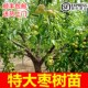 枣树活苗特大枣树带土球盆栽庭院地栽南北方种植当年结果冬枣二代