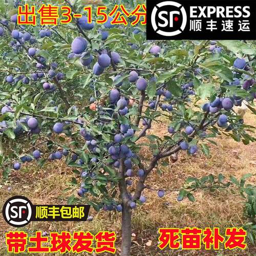 西梅树带土球法兰西蓝蜜红西梅树