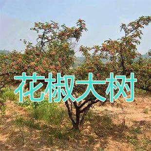 花椒苗花椒大树苗大红袍青花椒树苗篱笆当年结果南方北方种植包活