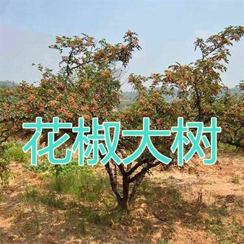 花椒树大树带土球当年结果大红袍