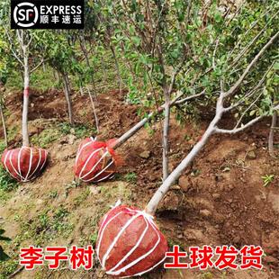 特大李子树苗带土大红袍黑李脱骨西梅李蜂糖李南北方种植庭院果树