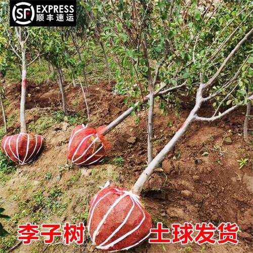 特大带土西梅李蜂糖脱骨李子树苗