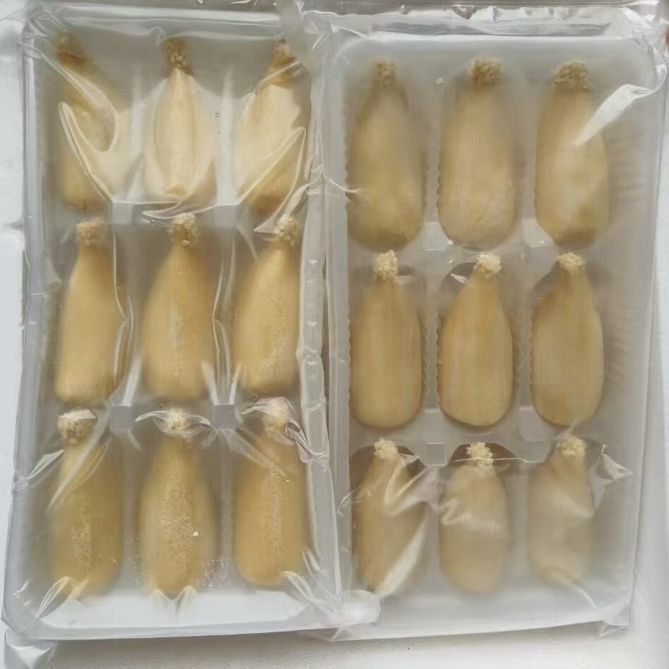 天鹅酥身 90个/件 西式宴席榴莲馅天鹅酥 不含鹅头可食用干糕点