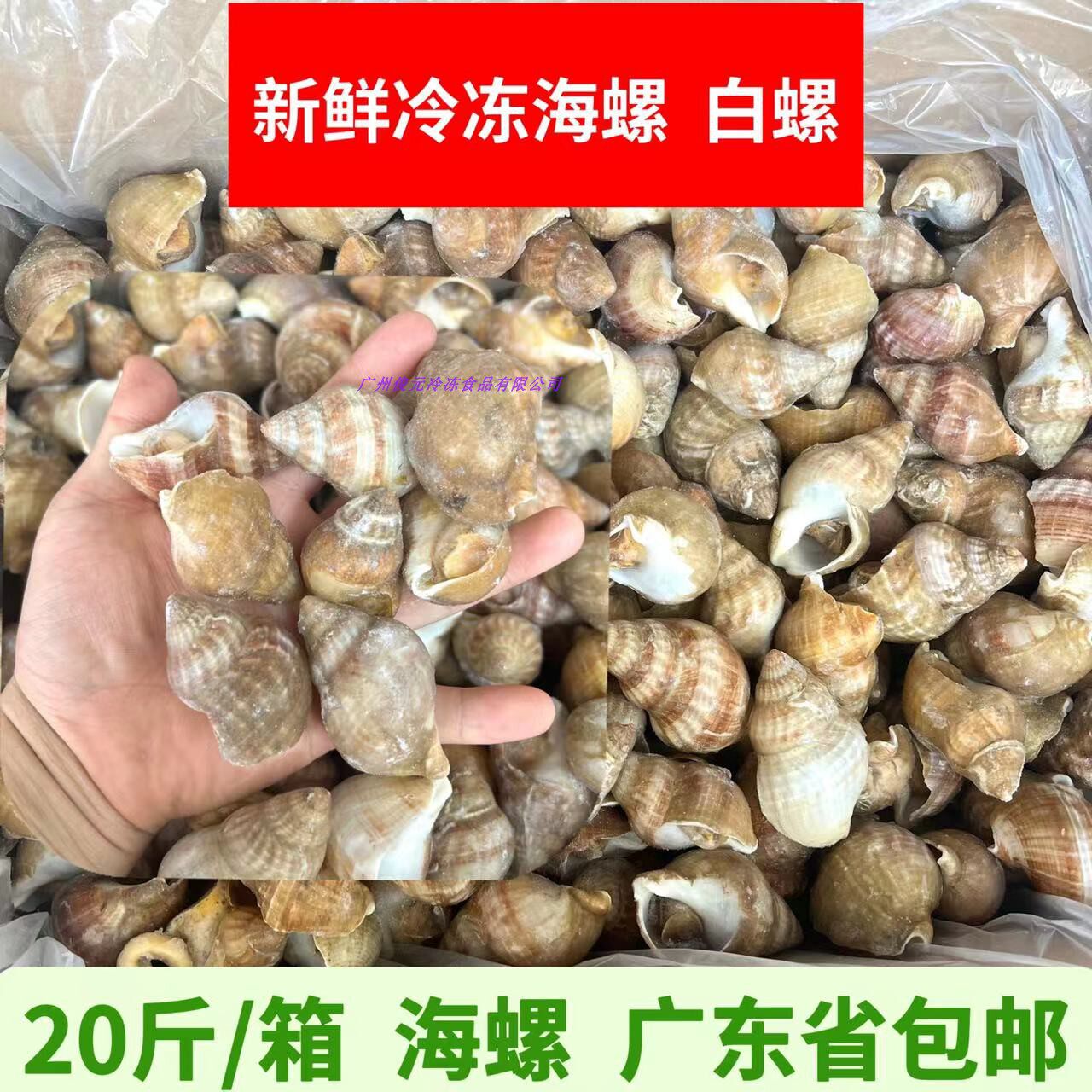新鲜冷冻海螺 爱尔兰北峨螺 白螺 翡翠螺 北蛾螺 海鲜水产海螺肉