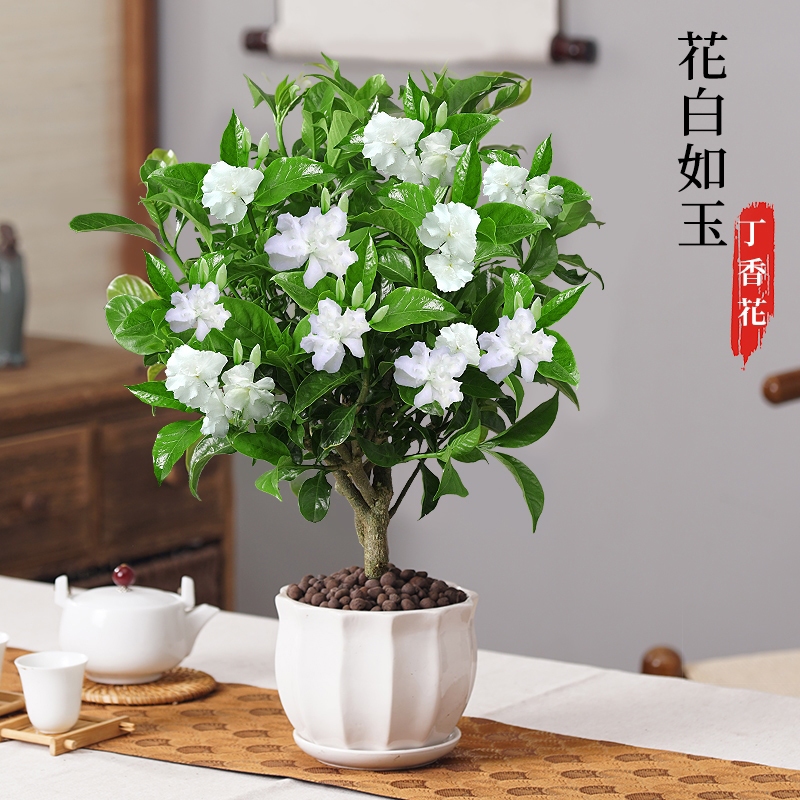 丁香花盆栽植物室内阳台四季开花九里香树苗狗牙花好养活花卉绿植 鲜花速递/花卉仿真/绿植园艺 时令草本花卉 原图主图