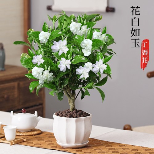 丁香花盆栽植物室内阳台九里香树苗狗牙花好养活净化空气花卉绿植
