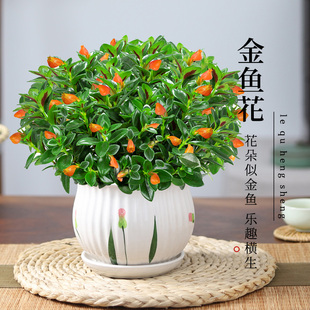 花卉室内植物客厅阳台好养活绿植 金鱼花吊兰垂吊植物室内盆栽四季