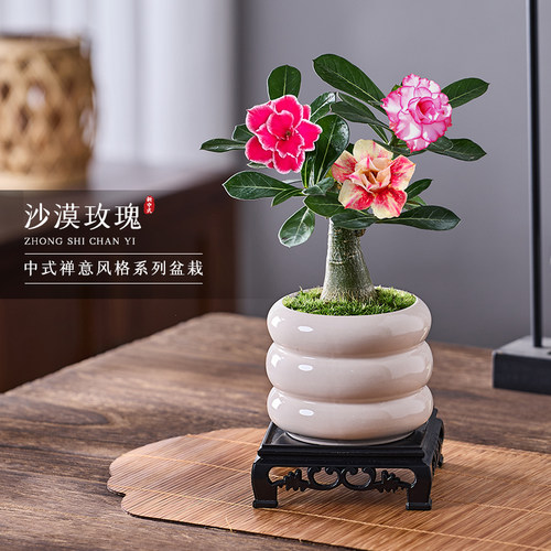 沙漠玫瑰盆栽阳台花卉绿植小盆景