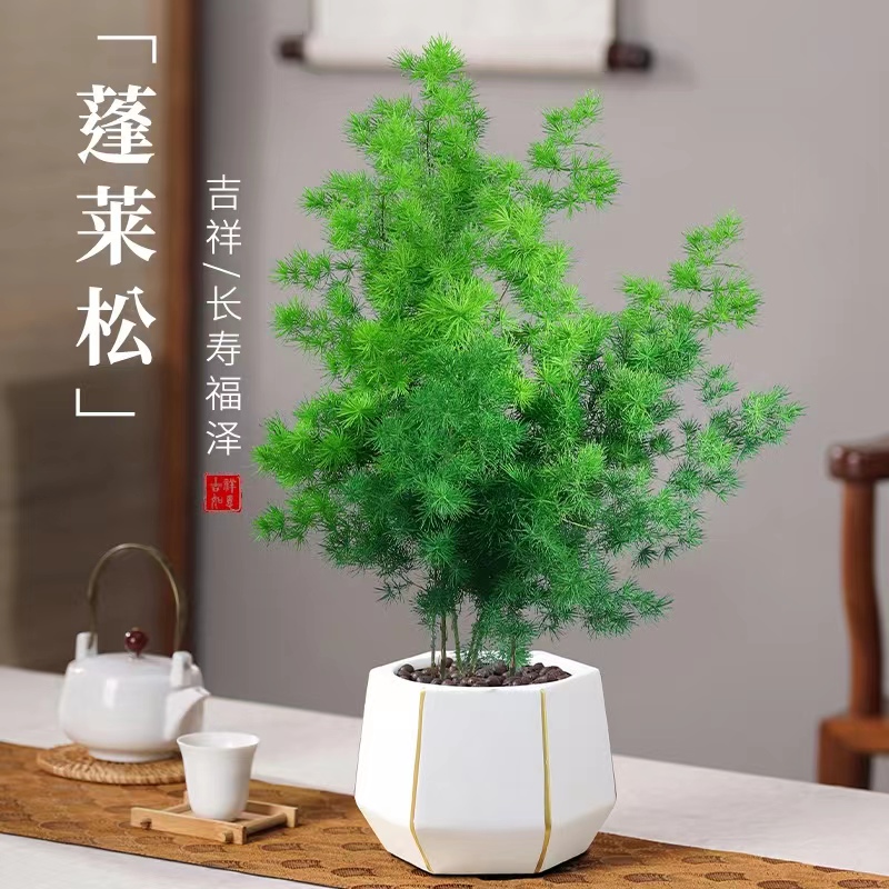 蓬莱松盆栽植物室内老桩花卉绿植招财水培好养活客厅迎客松小盆景-封面