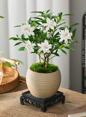 小叶栀子花盆栽植物室内客厅好养办公室桌面花卉盆景开花易活绿植