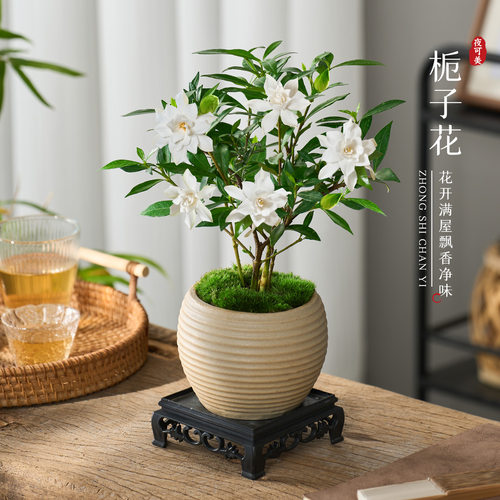 小叶栀子花盆栽植物室内客厅好养办公室桌面花卉盆景开花易活绿植