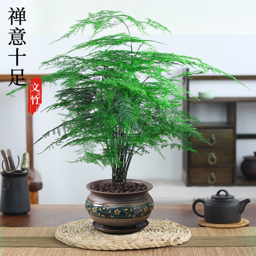 文竹盆栽植物室内大型盆景净化空气四季常青桌面绿植花卉苗好养活 - 封面