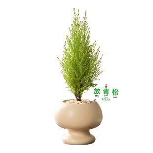 放青松小香松圣诞树盆栽植物办公室内桌面好养易活绿植带挂件摆件