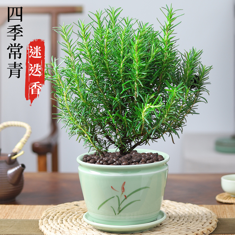 迷迭香盆栽可食用新鲜植物牛排西餐调料用室内百里香净化空气绿植