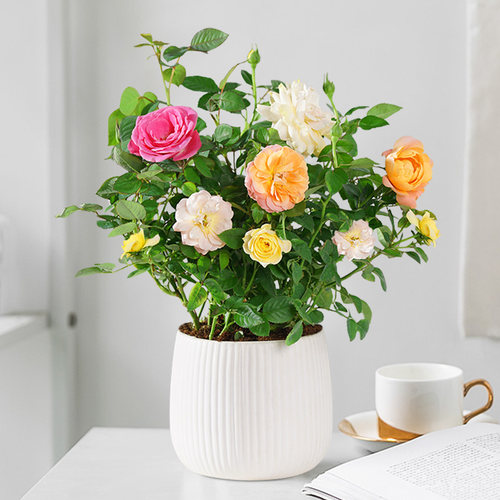 月季花盆栽带花苞好养易活玫瑰花