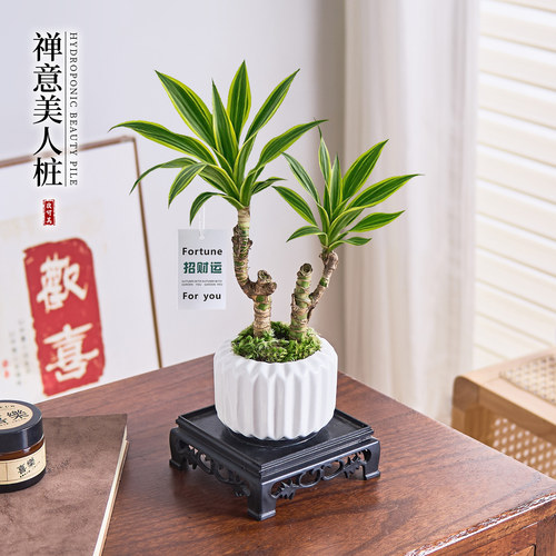 四季常青   好养易活桌面盆栽