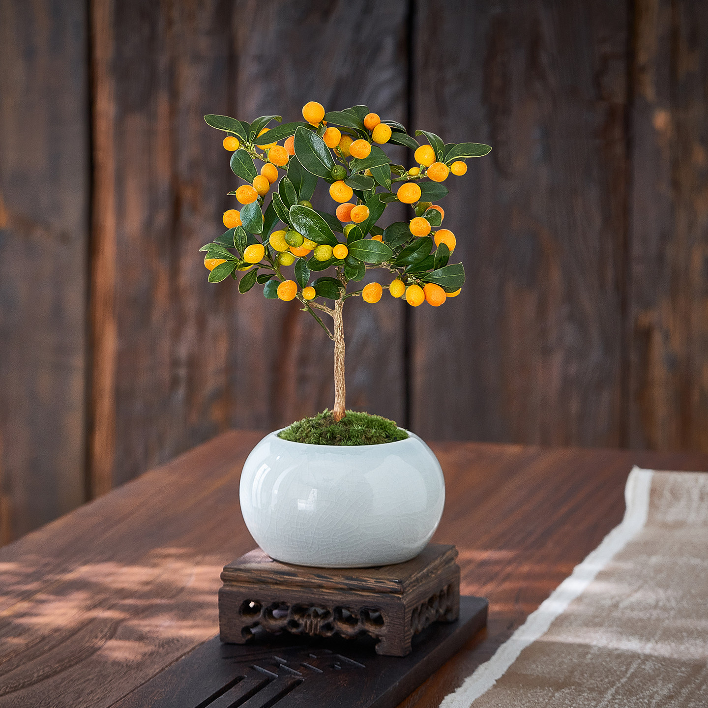 小金豆盆景带果发室内茶几桌面盆栽耐寒植物果树花卉绿植新年装饰