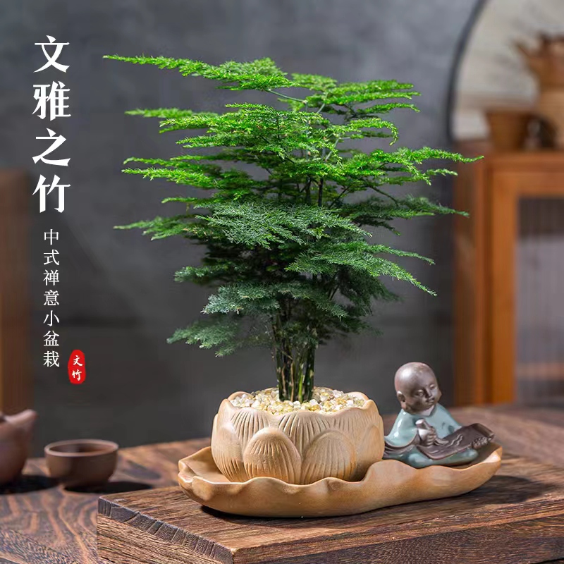 文竹盆栽植物室内客厅中式小盆景