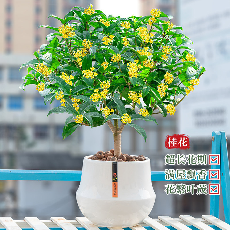 桂花树苗盆栽植物开花浓香室内阳台花卉庭院净化空气好养易活绿植,鲜花速递/花卉仿真/绿植园艺,时令草本花卉,淘宝优惠券,粉丝福利购,淘宝优惠卷