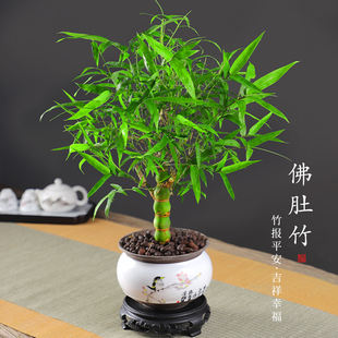 常青好养活办公室内盆景花卉绿植 大佛肚竹罗汉竹盆栽老桩植物四季