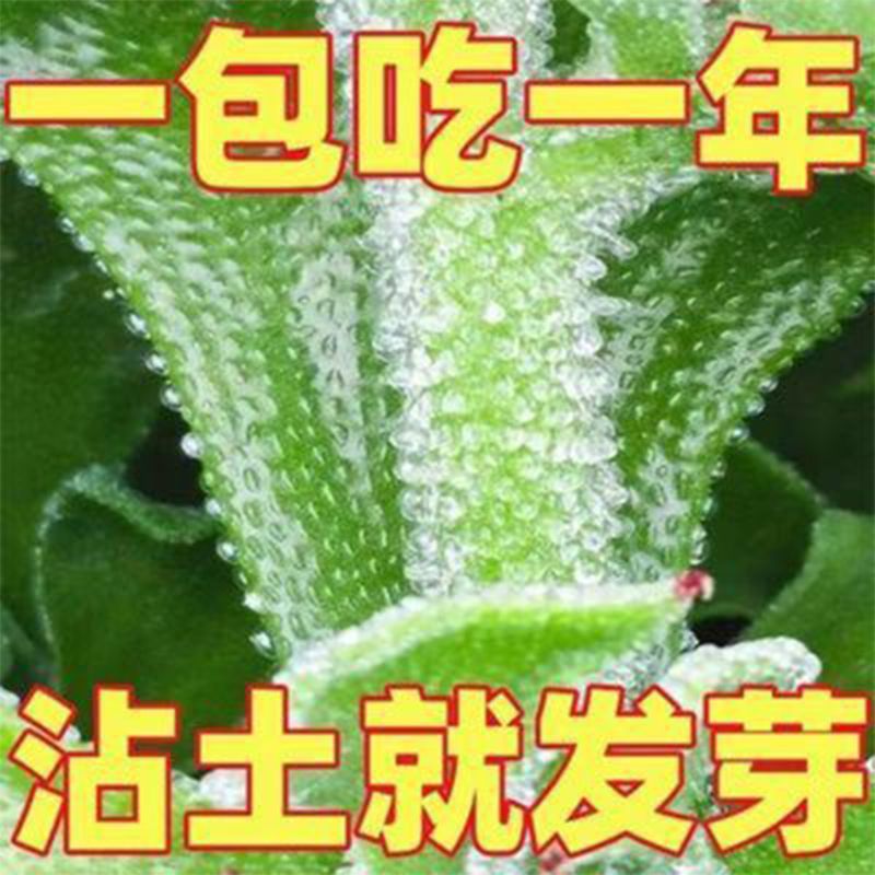 冰菜种子南方蔬菜四季种植长寿菜营养高钙冻不死易种高产冰草种籽使用感如何?