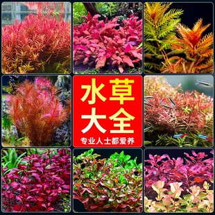 绿菊花可以开花的水下叶真水草植物懒人鱼缸造景装饰中后景草绿菊