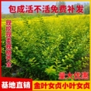 金叶女贞苗小叶女贞树苗庭院别墅绿化工程苗北方观叶常绿灌木耐寒