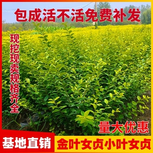 金叶女贞苗小叶女贞树苗庭院别墅绿化工程苗北方观叶常绿灌木耐寒