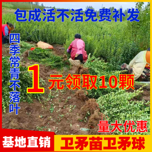 卫矛苗卫矛球冬青四季常绿耐寒绿化工程苗木别墅庭院绿篱篱笆植物