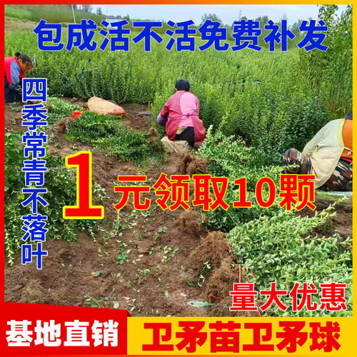 夏季常绿卫矛树苗四季常绿好成货